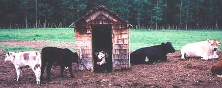 We raise fine organic beef. This is indeed cow country.