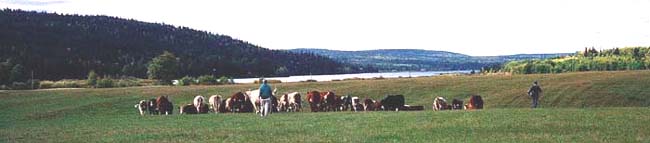 A beautiful, rural setting in the heart of the South Cariboo region of British Columbia
