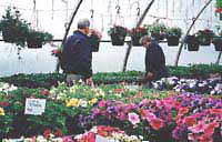 We grow seedlings and flowers in our greenhouse