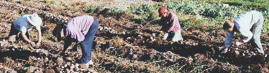 Potato harvest is a communal event